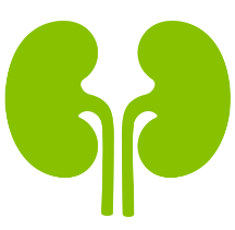 Icon kidney